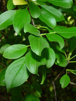 Rhamnus catharticus