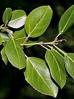 Rhamnus glandulosa