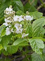 Rubus serrae