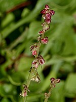 Rumex bucephalophorus