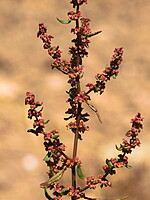 Rumex conglomeratus