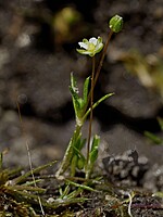 Sagina subulata