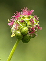 Sanguisorba minor