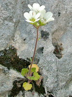 Saxifraga cintrana