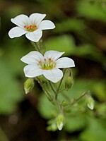 Saxifraga maderensis