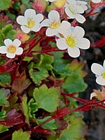 Saxifraga pickeringii