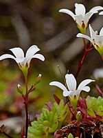 Saxifraga portosanctana