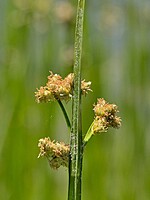 Schoenoplectus triqueter