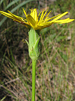 Scorzonera baetica