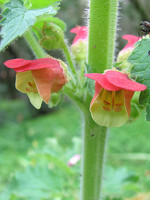 Scrophularia grandiflora