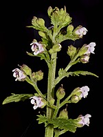 Scrophularia lowei
