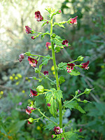 Scrophularia peregrina