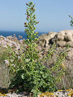 Scrophularia sublyrata
