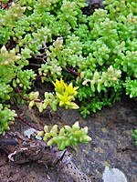 Sedum brissemoretii