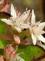 Sedum farinosum