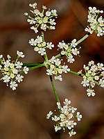 Selinum broteri