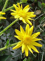 Senecio doronicum