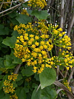 Senecio mikanioides