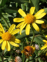 Senecio pyrenaicus