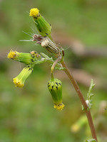 Senecio vulgaris