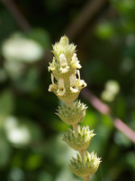Sideritis arborescens