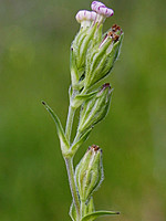 Silene decipiens