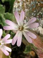 Silene foetida