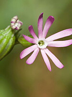 Silene gracilis