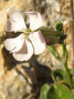 Silene rothmaleri