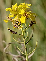 Sinapidendron angustifolium