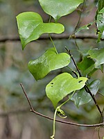 Smilax canariensis