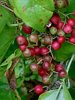 Smilax pendulina