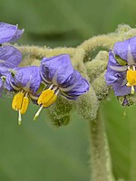 Solanum mauritianum