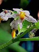 Solanum patens