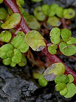 Soleirolia soleirolii