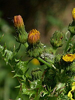 Sonchus asper