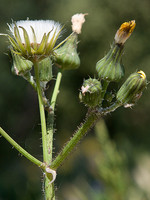 Sonchus oleraceus