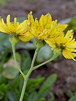 Sonchus ustulatus