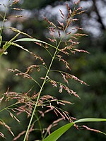 Sorghum halepense