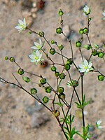 Spergula fallax