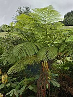 Sphaeropteris cooperi