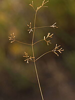 Sphenopus divaricatus