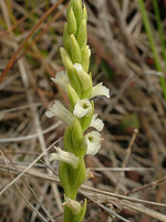 Spiranthes aestivalis