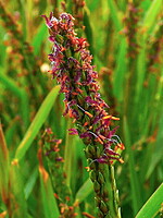 Stenotaphrum secundatum