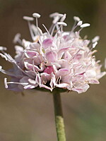 Succisella microcephala