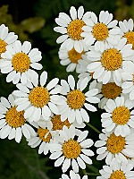 Tanacetum mucronulatum