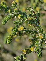 Thymelaea hirsuta