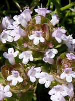 Thymus camphoratus