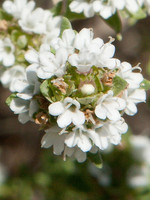 Thymus capitellatus