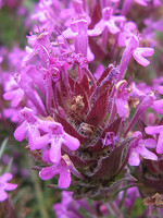 Thymus lotocephalus